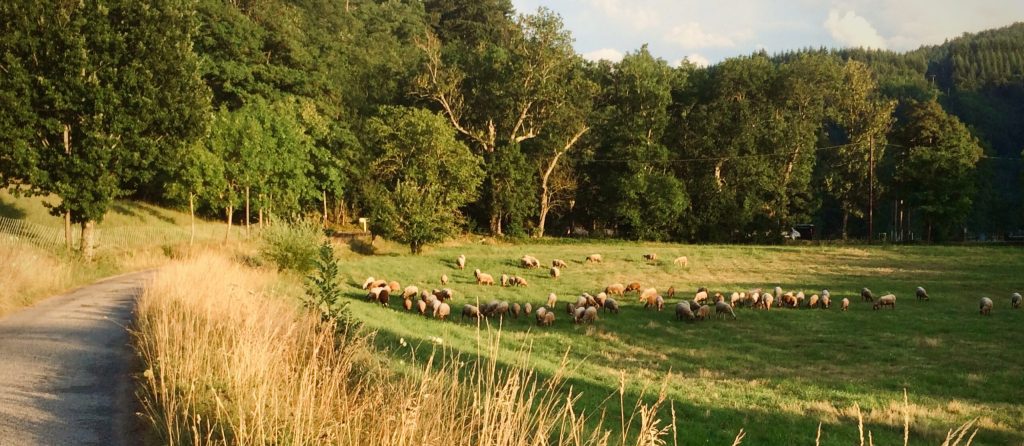 brebis en ardeche à la ferme