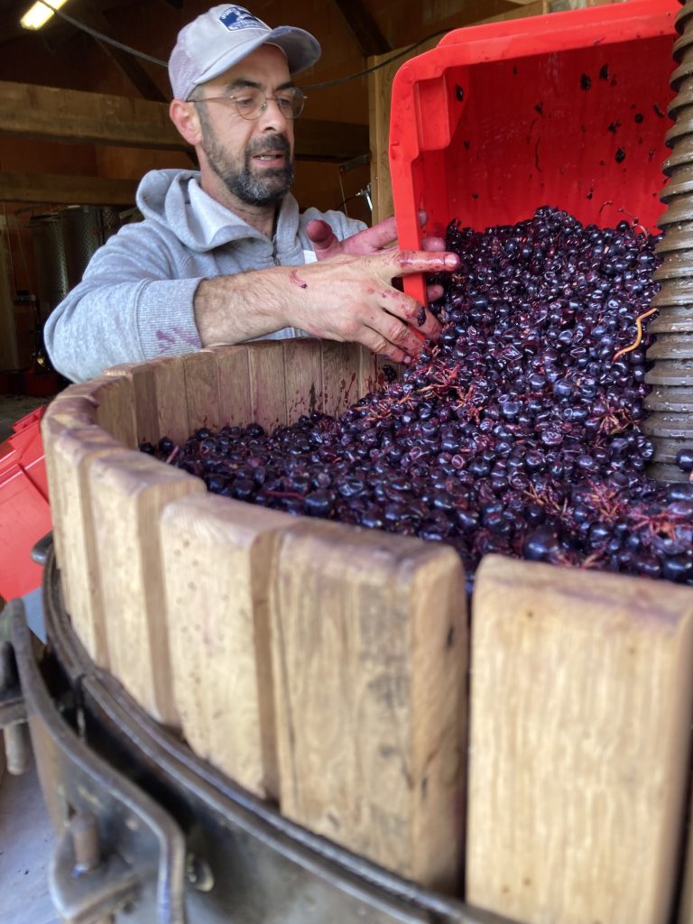 vendanges du raison et mise au pressoir