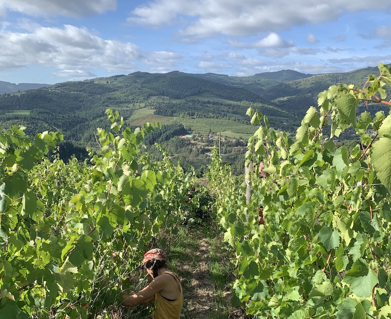 les vignes sur Desaignes